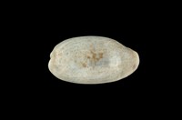 藏品(愛龍寶螺)的圖片